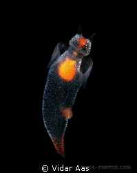 Naked sea butterfly
Sp. Clione

This is a swimming nud... by Vidar Aas 
